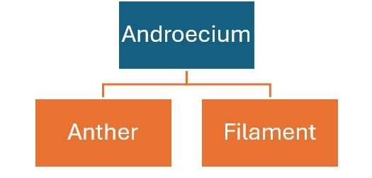 Androecium Part