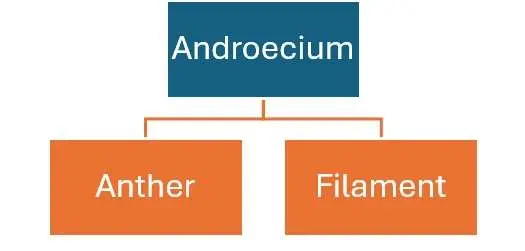 Androecium Part in English