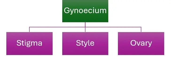 Gynoecium Part in English