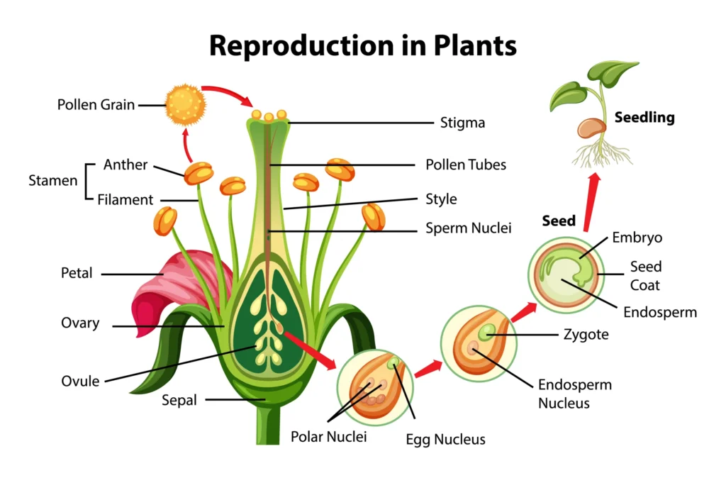 Microsporogenesis Botany in Hindi.