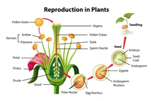 Microsporogenesis Botany in Hindi.