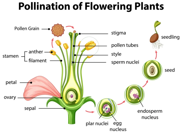 Microsporogenesis in Botany.
