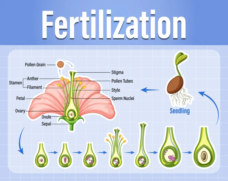 Sexual Reproduction in Flowering Plants