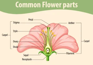 Sexual Reproduction in Flowering Plants in Hindi