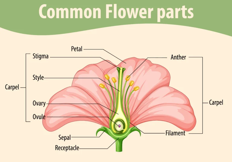Sexual Reproduction in Flowering Plants in Hindi