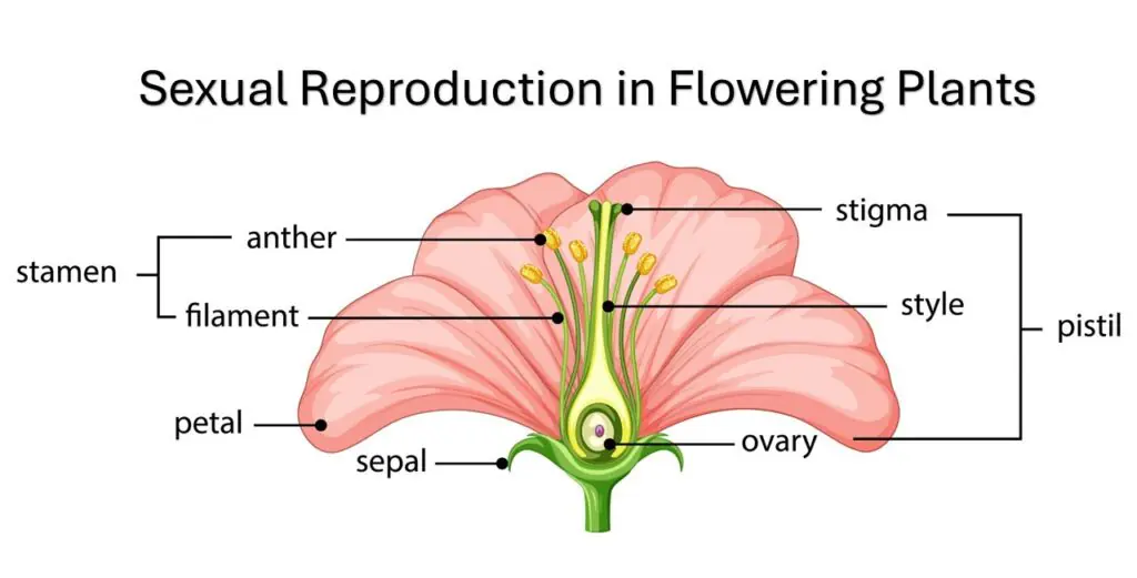 Sexual Reproduction in Flowering Plants