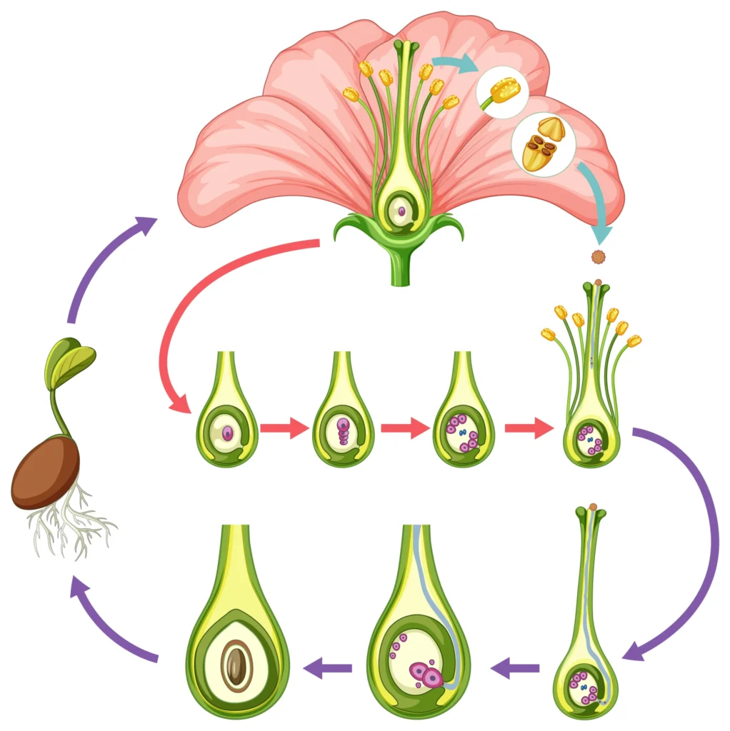 Structure of the Pistil in Hindi