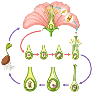 Structure of the Pistil in Hindi