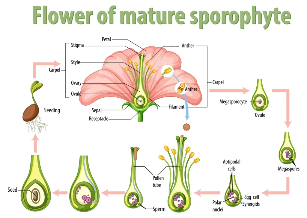 Structure of the Pistil