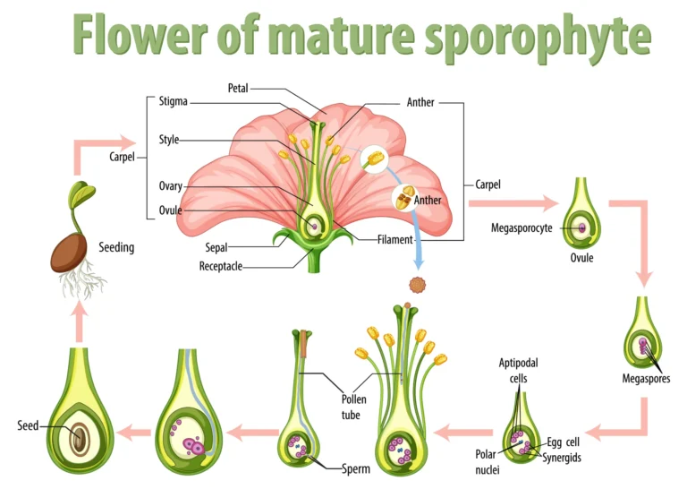 Structure of the Pistil