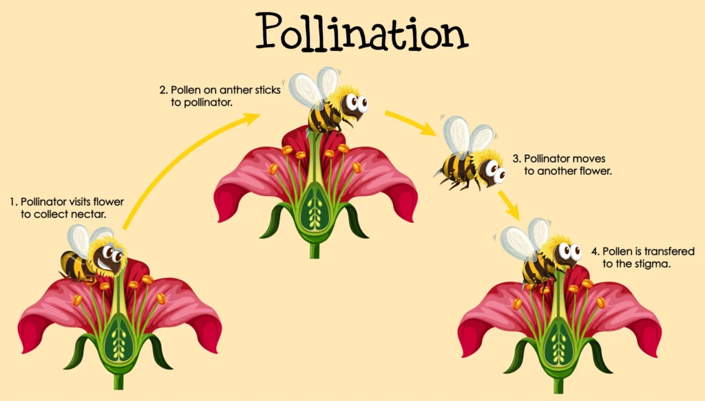 Pollination