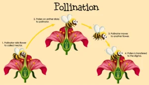 Pollination in Flowers.