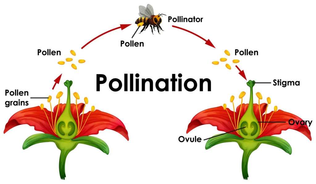 Pollination in hindi