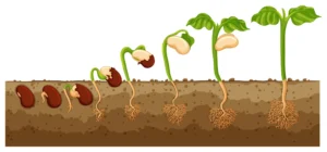 Post-fertilization Structures and Events.