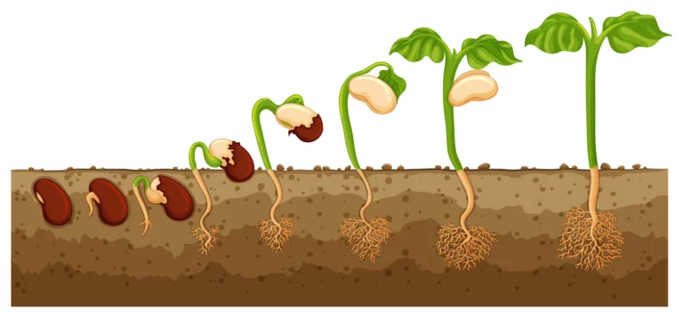 Post-fertilization Structures and Events.