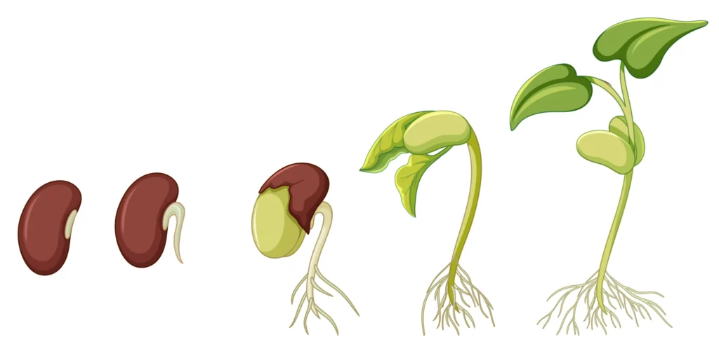 Post-fertilization in hindi