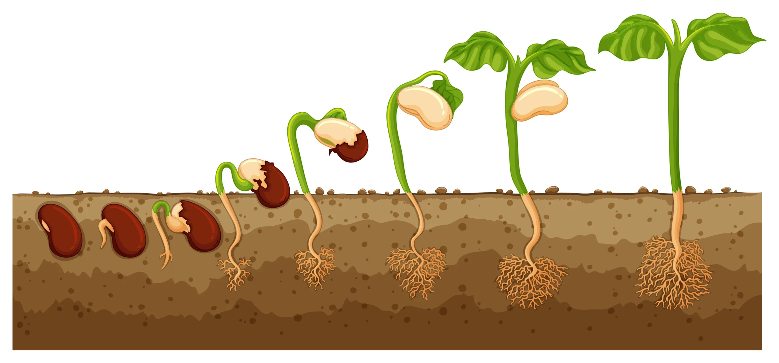 Post-fertilization Structures and Events.