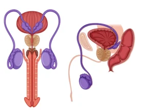 Human Reproduction in Hindi.