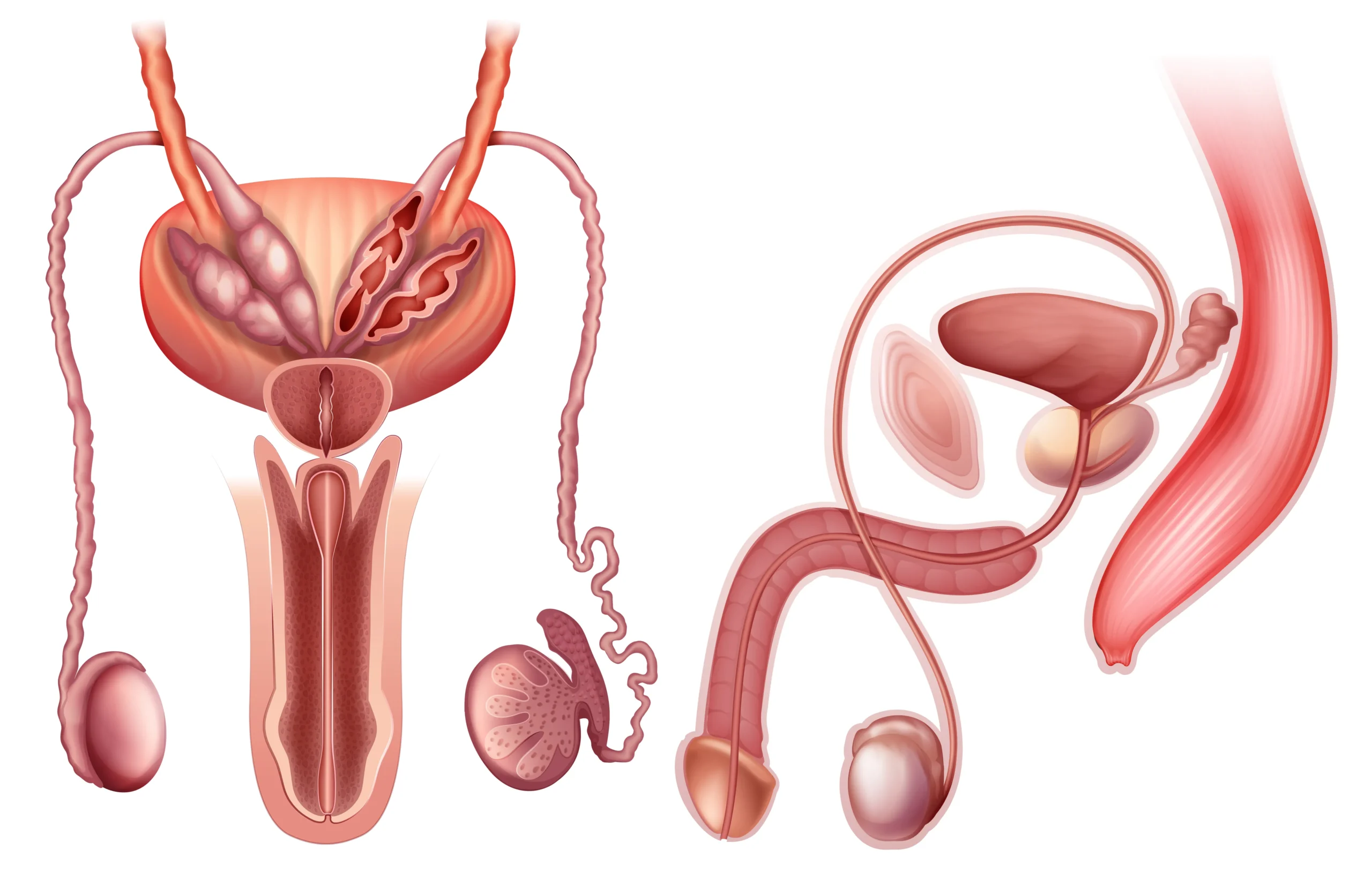 Human Reproduction